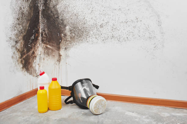 Best Black Mold Removal  in Coopersville, MI