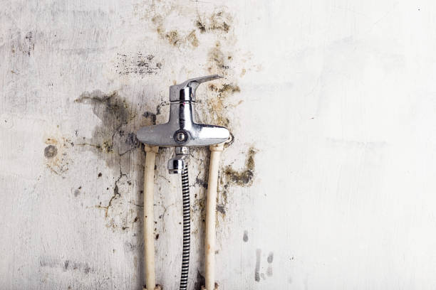 Best Local Mold Removal Service  in Coopersville, MI
