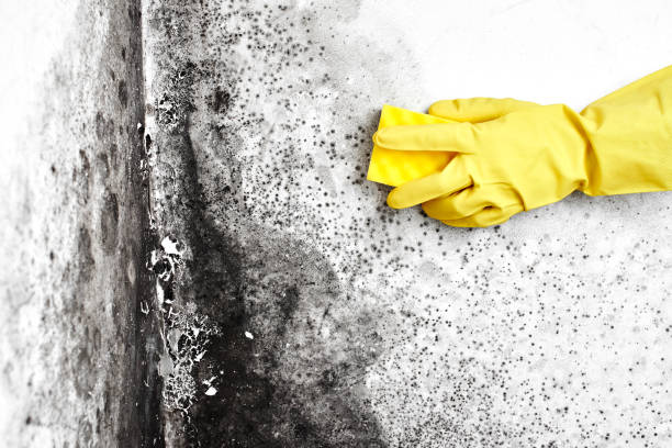 Best Professional Mold Removal  in Coopersville, MI