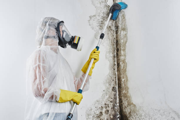 Best Mold Damage Repair  in Coopersville, MI