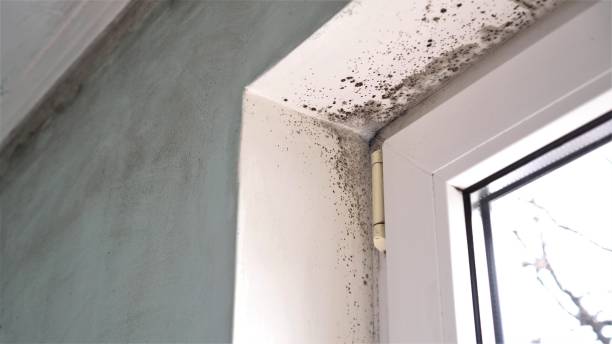 Best Mold Inspection  in Coopersville, MI