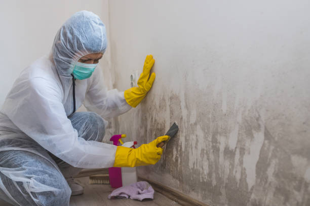 Best Residential Mold Removal  in Coopersville, MI