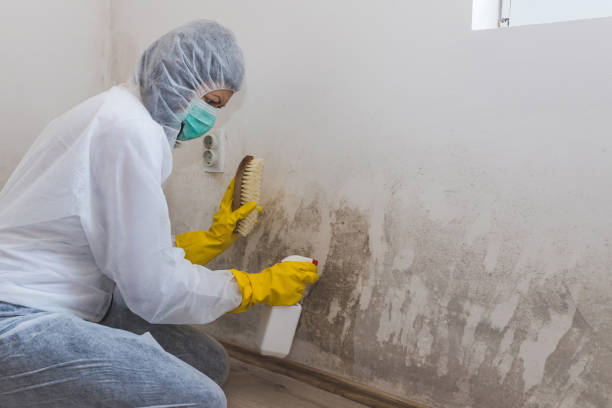 Best Crawl Space Mold Removal  in Coopersville, MI