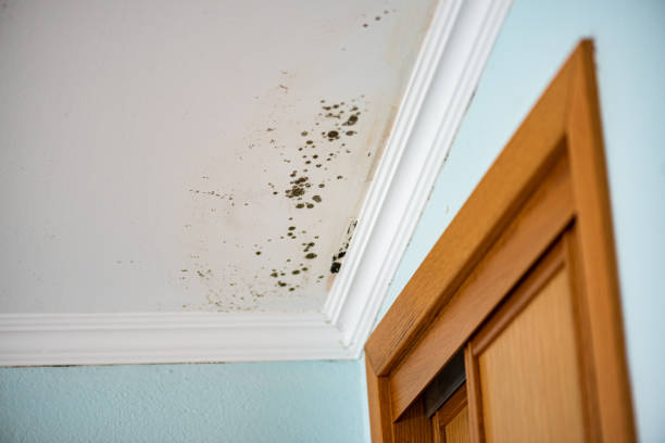 Best Home Mold Removal  in Coopersville, MI