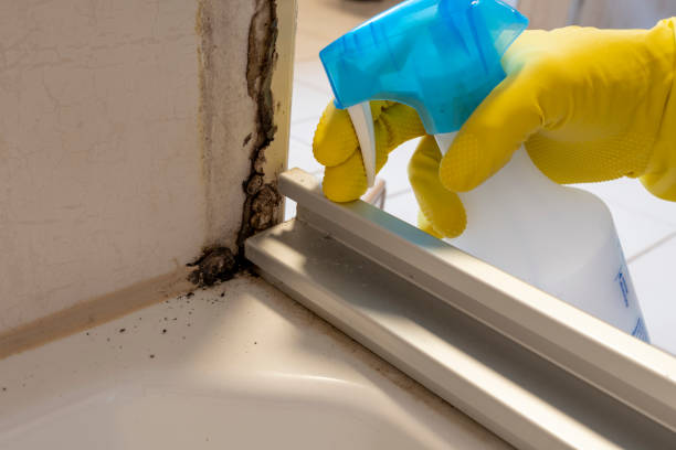 Best Residential Mold Removal  in Coopersville, MI