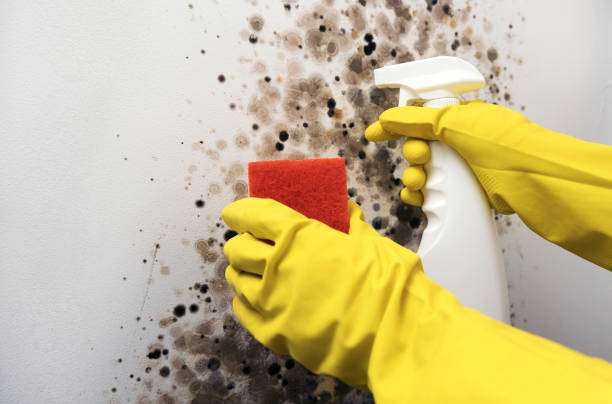 Best Professional Mold Removal  in Coopersville, MI
