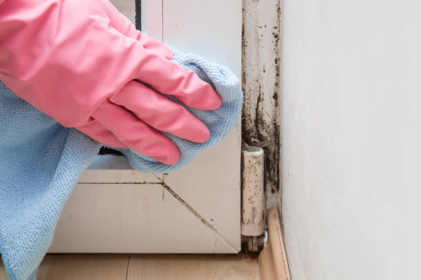 Best Commercial Mold Removal  in Coopersville, MI