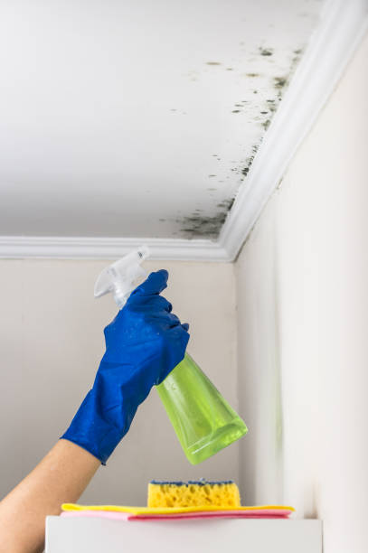 Best Mold Cleaning Services  in Coopersville, MI